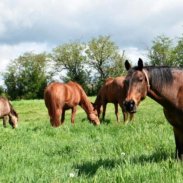Pension pour chevaux à Usson, Puy-de-Dôme